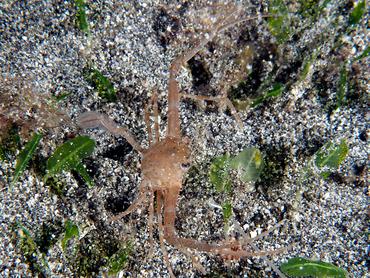 Scissor Swimming Crab - Lupocyclus philippinensis - Komodo, Indonesia