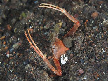 Scissor Swimming Crab - Lupocyclus philippinensis - Bali, Indonesia