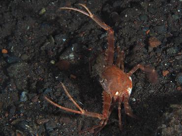 Scissor Swimming Crab - Lupocyclus philippinensis - Bali, Indonesia