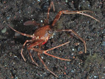 Scissor Swimming Crab - Lupocyclus philippinensis - Bali, Indonesia
