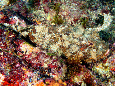 Pacific Spotted Scorpionfish - Scorpaena mystes - Cabo San Lucas, Mexico