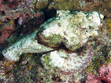 Devil Scorpionfish - Scorpaenopsis diabolus - Great Barrier Reef, Australia