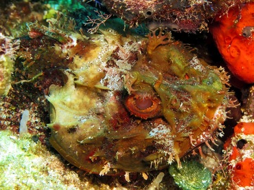 Spotted Scorpionfish - Scorpaena plumieri - Cozumel, Mexico