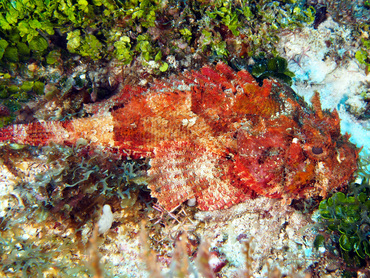 Spotted Scorpionfish - Scorpaena plumieri - Cozumel, Mexico