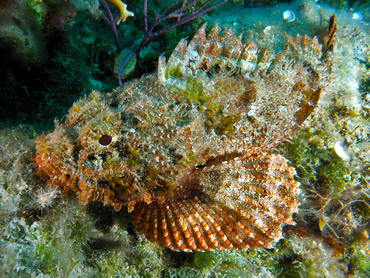 Spotted Scorpionfish - Scorpaena plumieri - Turks and Caicos