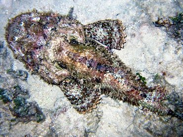 Spotted Scorpionfish - Scorpaena plumieri - Bimini, Bahamas