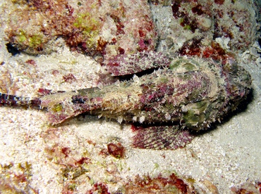Spotted Scorpionfish - Scorpaena plumieri - Key Largo, Florida