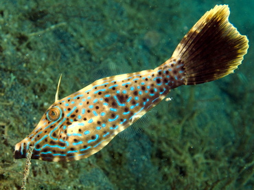 Scrawled Filefish - Aluterus scriptus - Lembeh Strait, Indonesia