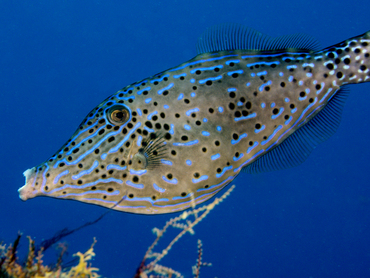 Scrawled Filefish - Aluterus scriptus - Palm Beach, Florida