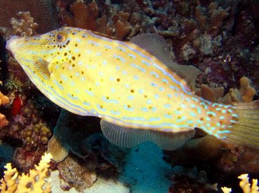 Scrawled Filefish - Aluterus scriptus - Bonaire