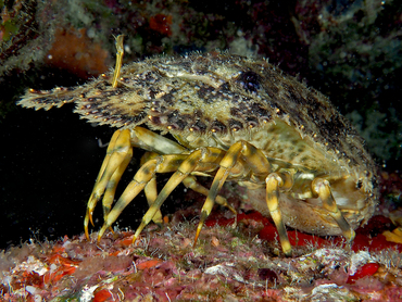 Sculptured Slipper Lobster - Parribacus antarcticus - Turks and Caicos