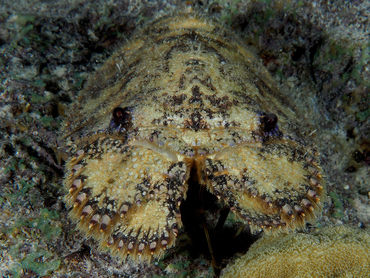 Sculptured Slipper Lobster - Parribacus antarcticus - Bonaire