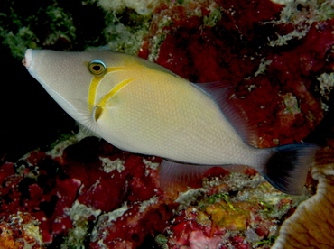 Scythe Triggerfish - Sufflamen bursa - Palau