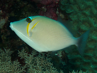 Scythe Triggerfish - Sufflamen bursa - Wakatobi, Indonesia