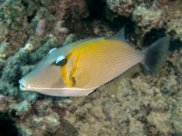 Scythe Triggerfish - Sufflamen bursa - Moorea, French Polynesia