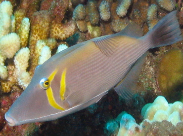 Scythe Triggerfish - Sufflamen bursa - Lanai, Hawaii