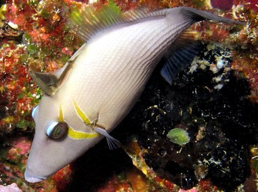 Scythe Triggerfish - Sufflamen bursa - Palau