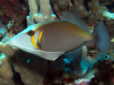 Scythe Triggerfish - Sufflamen bursa - Big Island, Hawaii