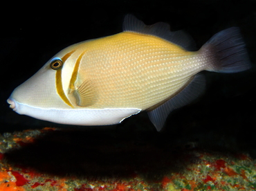 Scythe Triggerfish - Sufflamen bursa - Big Island, Hawaii
