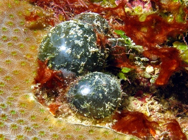 Sea Pearl - Valonia ventricosa - Belize