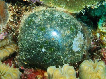 Sea Pearl - Valonia ventricosa - Bonaire