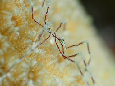 Sea Spider -  - Bonaire