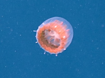 Sea Thimble Jellyfish - Linuche unguiculata - Nassau, Bahamas