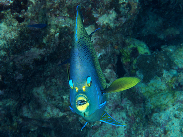 Semicircle Angelfish - Pomacanthus semicirculatus - Great Barrier Reef, Australia