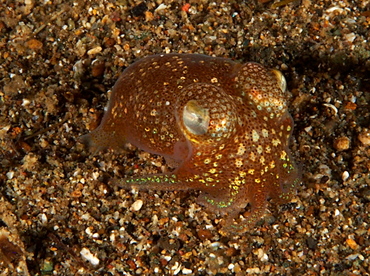 Tropical Bottletail Squid - Sepiadarium kochi - Anilao, Philippines