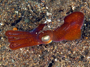 Tropical Bottletail Squid - Sepiadarium kochi - Anilao, Philippines
