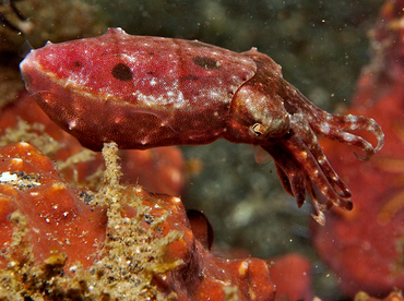 Crinoid Cuttlefish - Sepia sp. 1 - Lembeh Strait, Indonesia