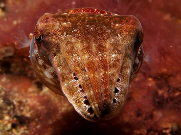 Crinoid Cuttlefish - Sepia sp. 1 - Lembeh Strait, Indonesia