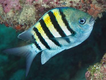 Sergeant Major - Abudefduf saxatilis - British Virgin Islands