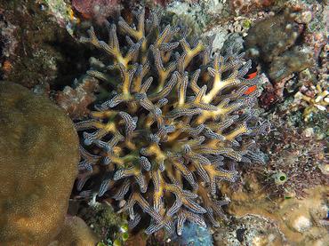 Needle Coral - Seriatopora hystrix - Komodo, Indonesia