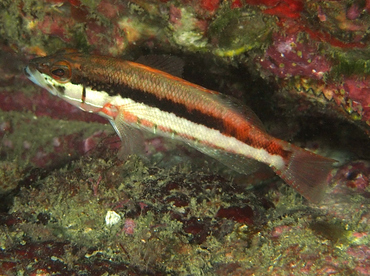 Barred Serrano - Serranus psittacinus - Cabo San Lucas, Mexico