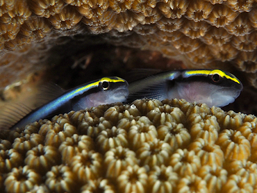 Sharknose Goby - Elacatinus evelynae - Bonaire