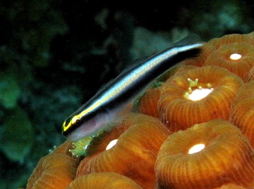 Sharknose Goby - Elacatinus evelynae - St Thomas, USVI
