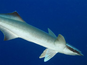 Sharksucker - Echeneis naucrates - Roatan, Honduras