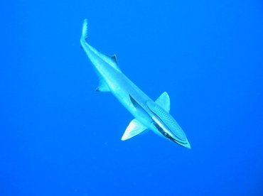 Sharksucker - Echeneis naucrates - Roatan, Honduras