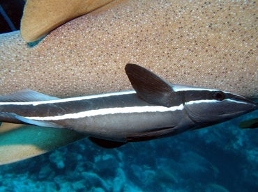 Sharksucker - Echeneis naucrates - Belize
