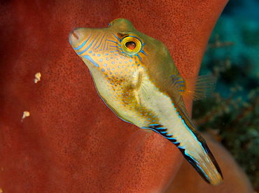 Sharpnose Puffer - Canthigaster rostrata - Cozumel, Mexico