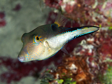 Sharpnose Puffer - Canthigaster rostrata - Turks and Caicos