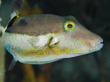 Sharpnose Puffer - Canthigaster rostrata - British Virgin Islands