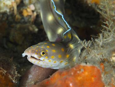 Sharptail Eel - Myrichthys breviceps - Blue Heron Bridge, Florida