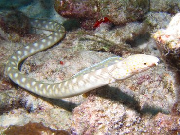 Sharptail Eel - Myrichthys breviceps - Bonaire