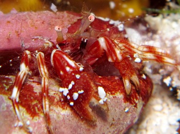Shortfinger Hermit Crab - Pagurus brevidactylus - Cozumel, Mexico