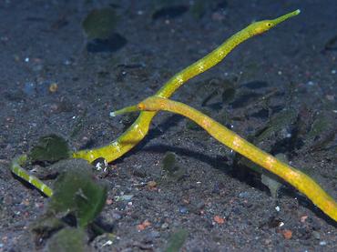 Short-Tailed Pipefish - Trachyrhamphus bicoarctatus - Bali, Indonesia