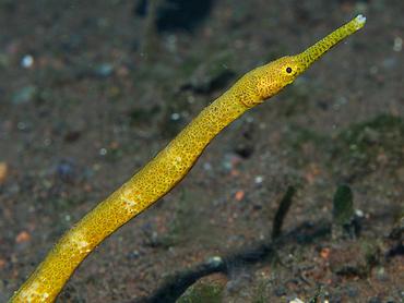Short-Tailed Pipefish - Trachyrhamphus bicoarctatus - Bali, Indonesia