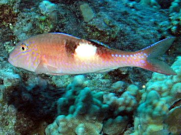 Sidespot Goatfish - Parupeneus pleurostigma - Lanai, Hawaii