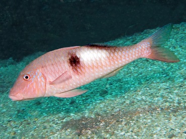 Sidespot Goatfish - Parupeneus pleurostigma - Maui, Hawaii